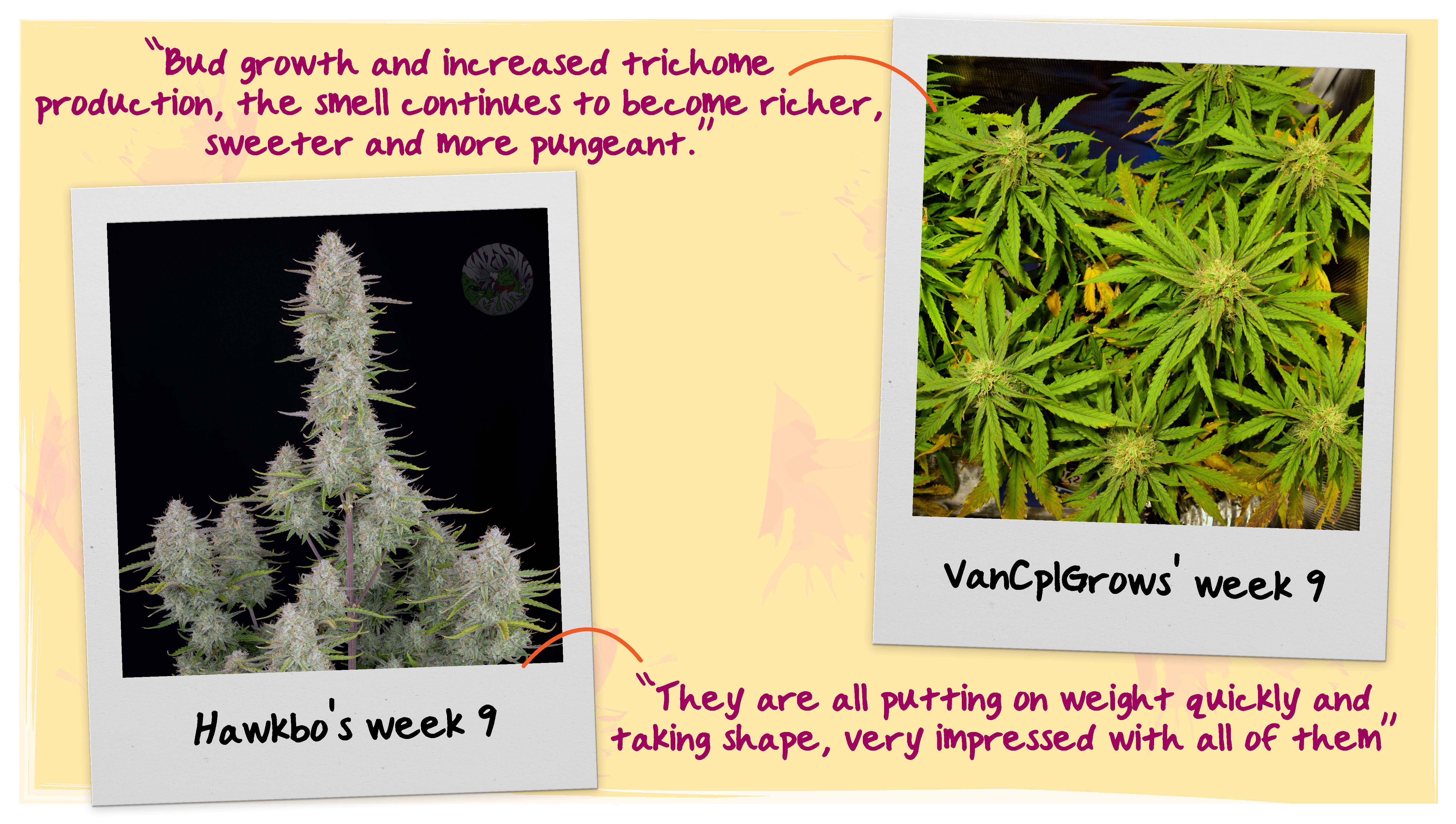 Week 9 Flowering Tops Week 9 Flowering Tops