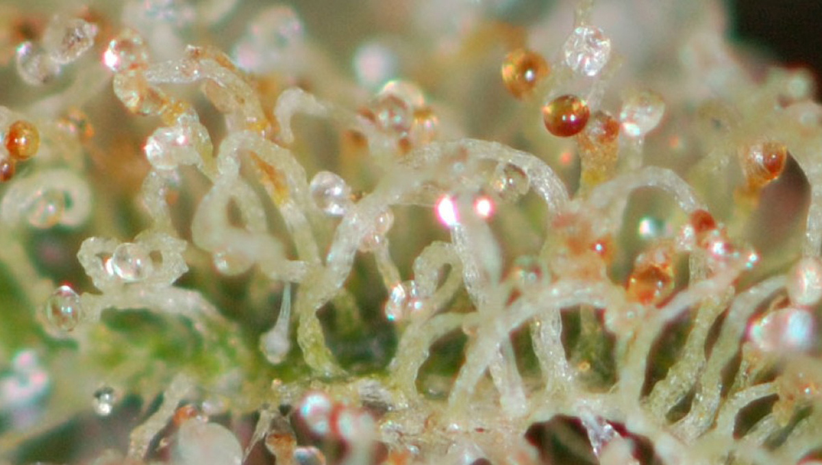 Colher a sua cannabis autoflorescente: tricomas nublados e âmbar Colher a sua cannabis autoflorescente: tricomas nublados e âmbar
