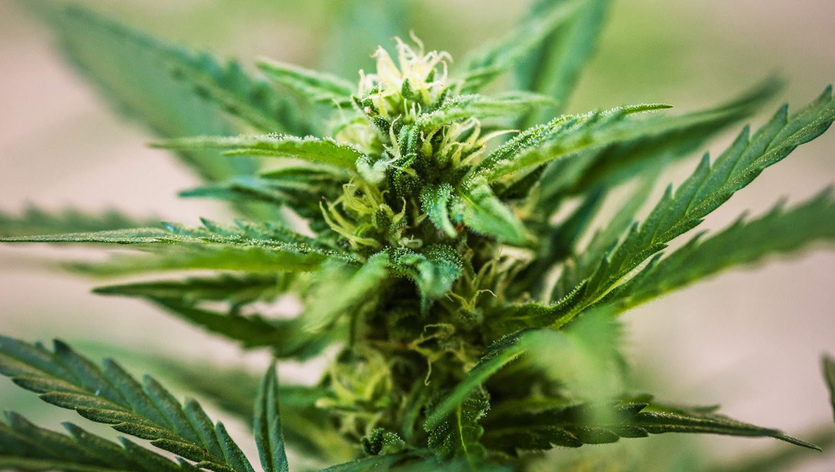 How to tell when autoflower is flowering: week 7 How to tell when autoflower is flowering: week 7