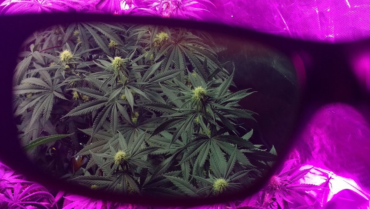 LED safety glasses for grow tents Getting glasses as a gift for your stoner friend is a nice way of saying