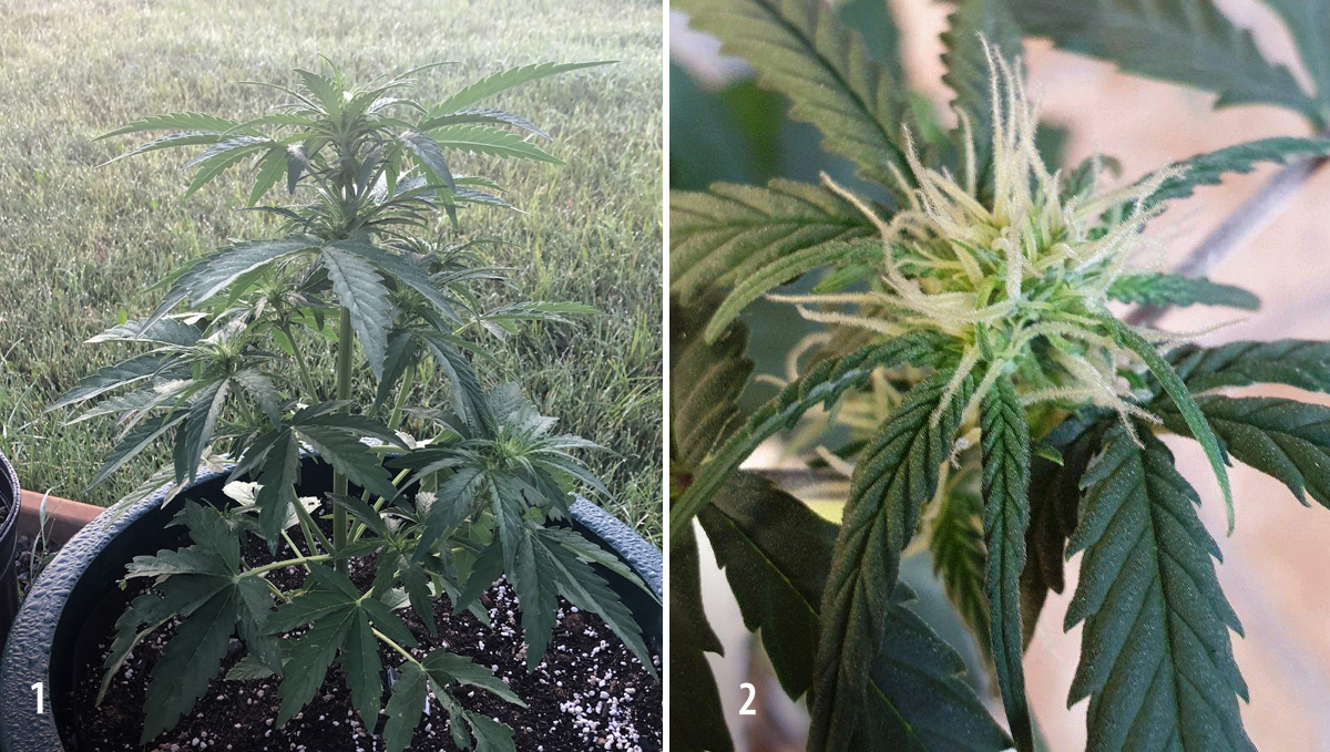 Amnesia Haze Auto: week 5 Amnesia Haze Auto: week 5