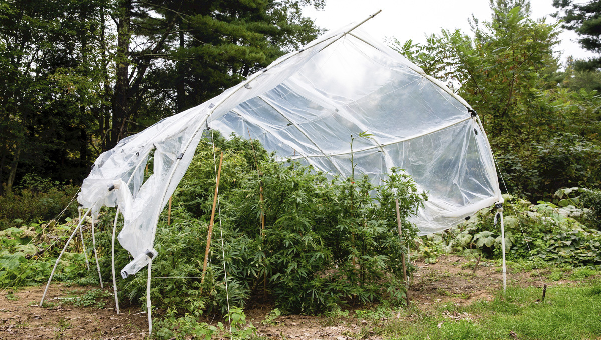 Protect Cannabis Outdoors: greenhouse Protect Cannabis Outdoors: greenhouse