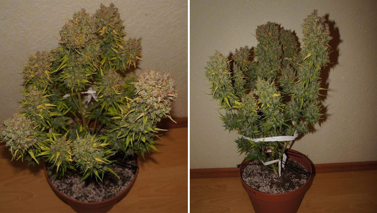 5 самых коротких автоцветов: grapefruit auto Five shortest autoflower strains: grapefruit auto