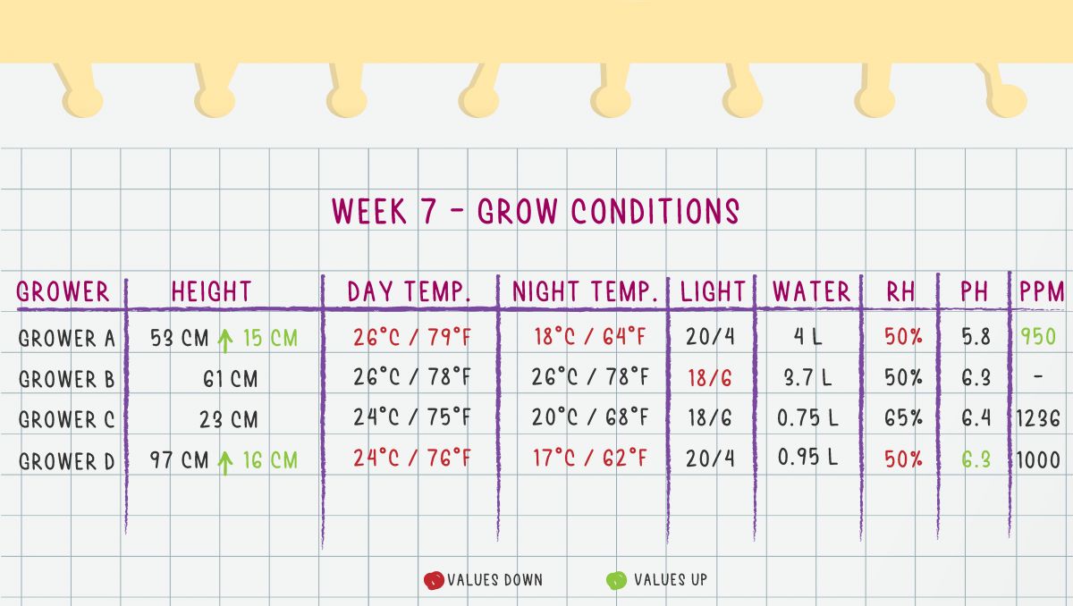 Orange Sherbet Auto Cannabis Strain Week-by-Week Guide: Week 7 grow conditions Orange Sherbet Auto Cannabis Strain Week-by-Week Guide: Week 7 grow conditions