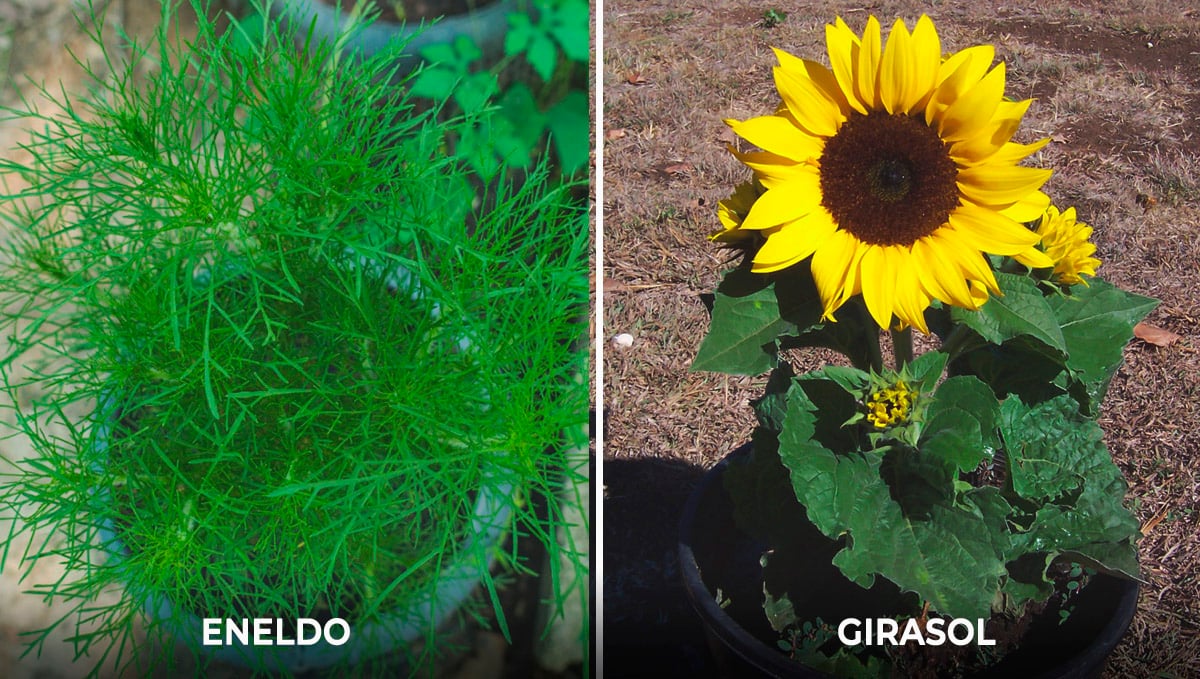  Plantas complementarias para el cannabis: atractores