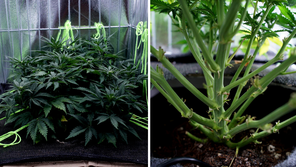 Lollipopping: Lollipopping Before and After