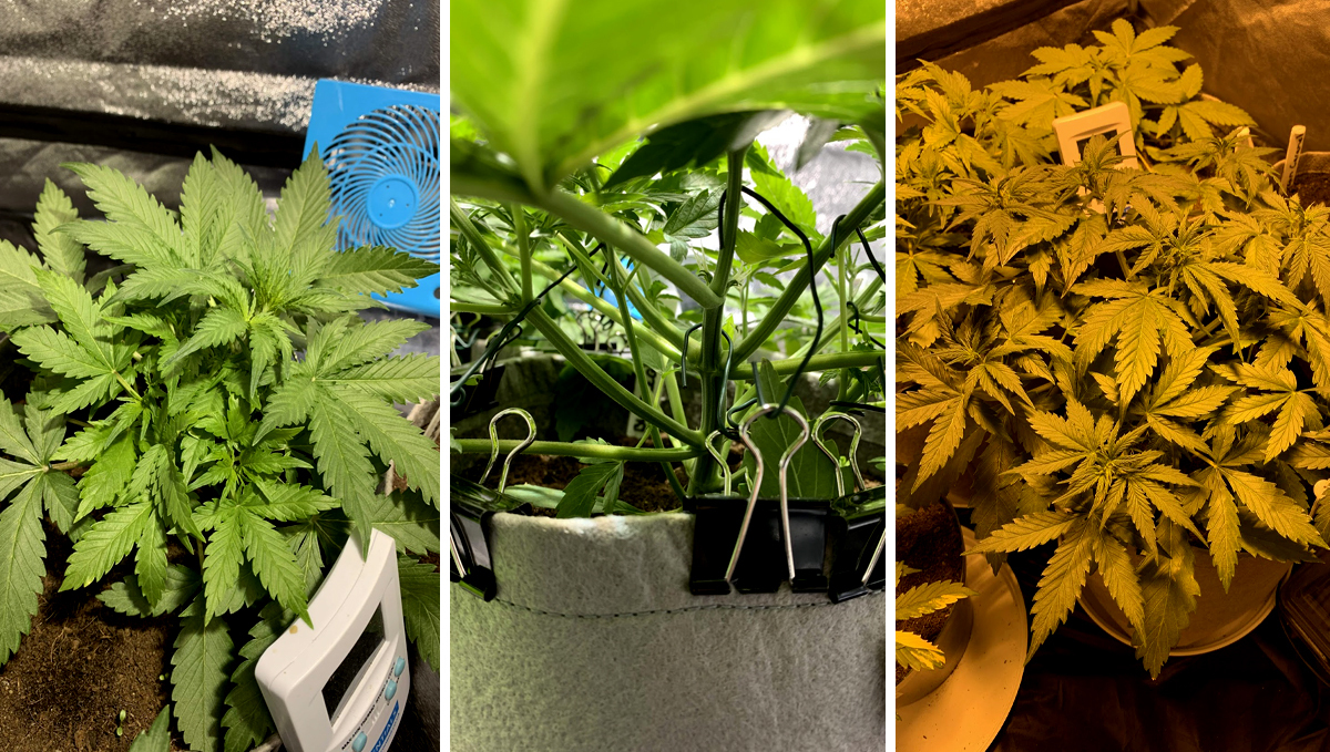 BubbleGum Auto: week 4