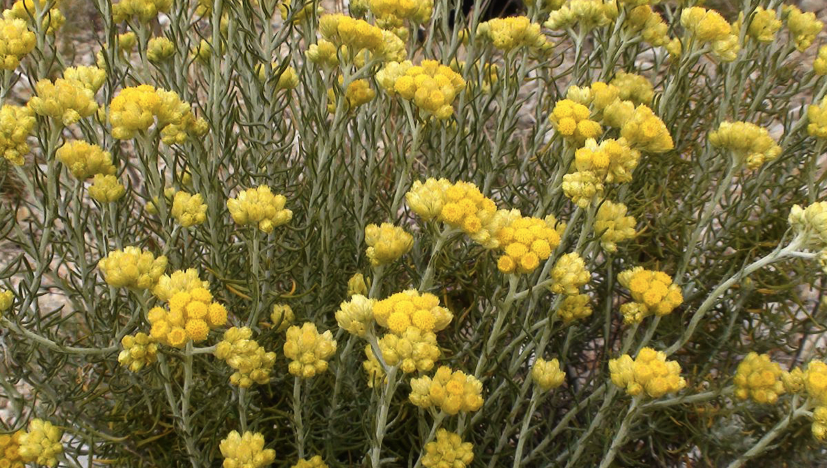 Non-marijuana cannabinoids: helichrysum Non-marijuana cannabinoids: helichrysum