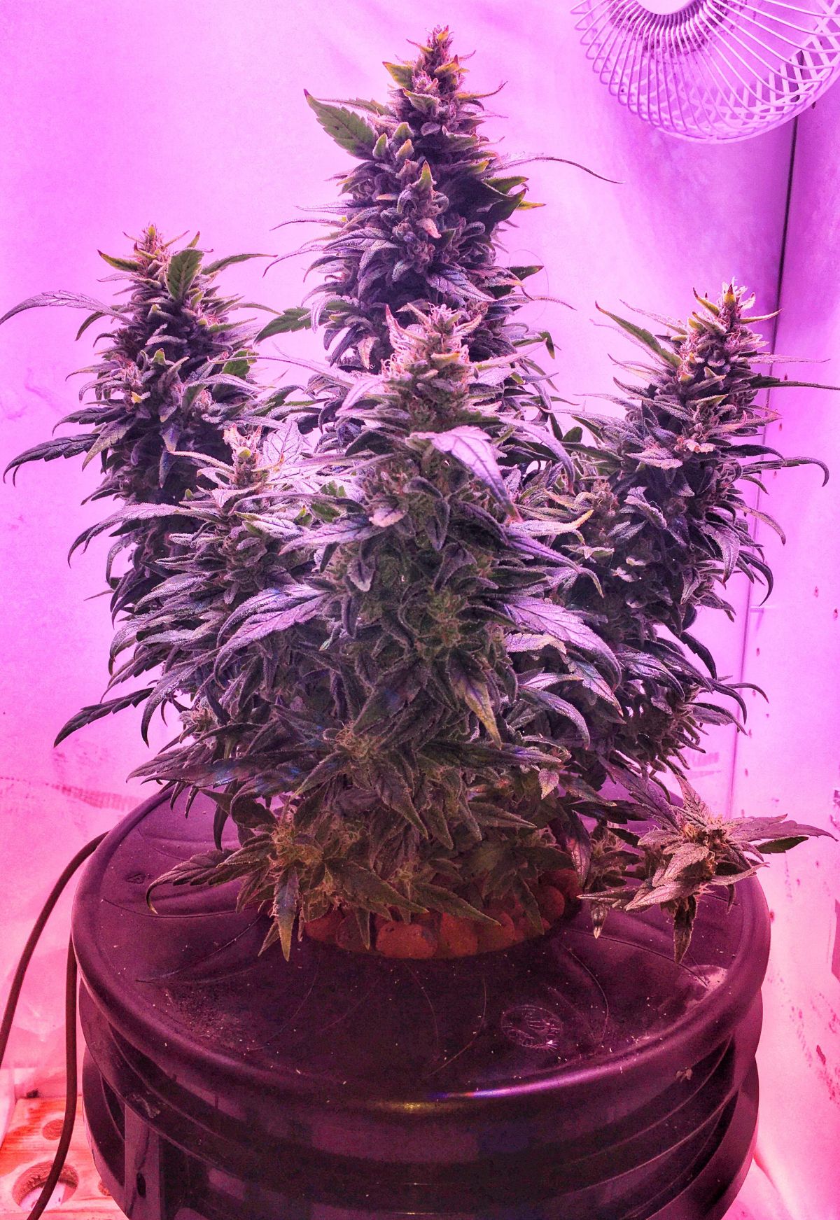 z fastbuds by thebudwhisperer