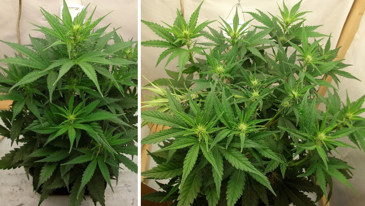 Gelato Auto Cannabis Strain Week-by-Week Guide: An 3-4-week-old autoflower before and after the tying down of the main stem Gelato Auto Cannabis Strain Week-by-Week Guide: An 3-4-week-old autoflower before and after the tying down of the main stem