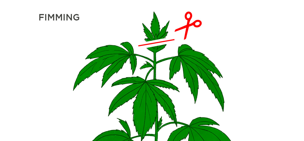 How Does Fimming Work With Autos?