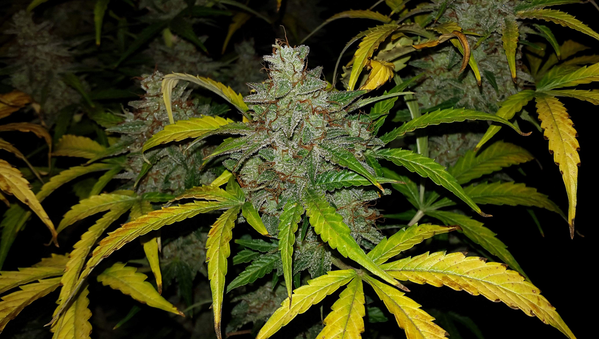 Original Auto Jack Herer