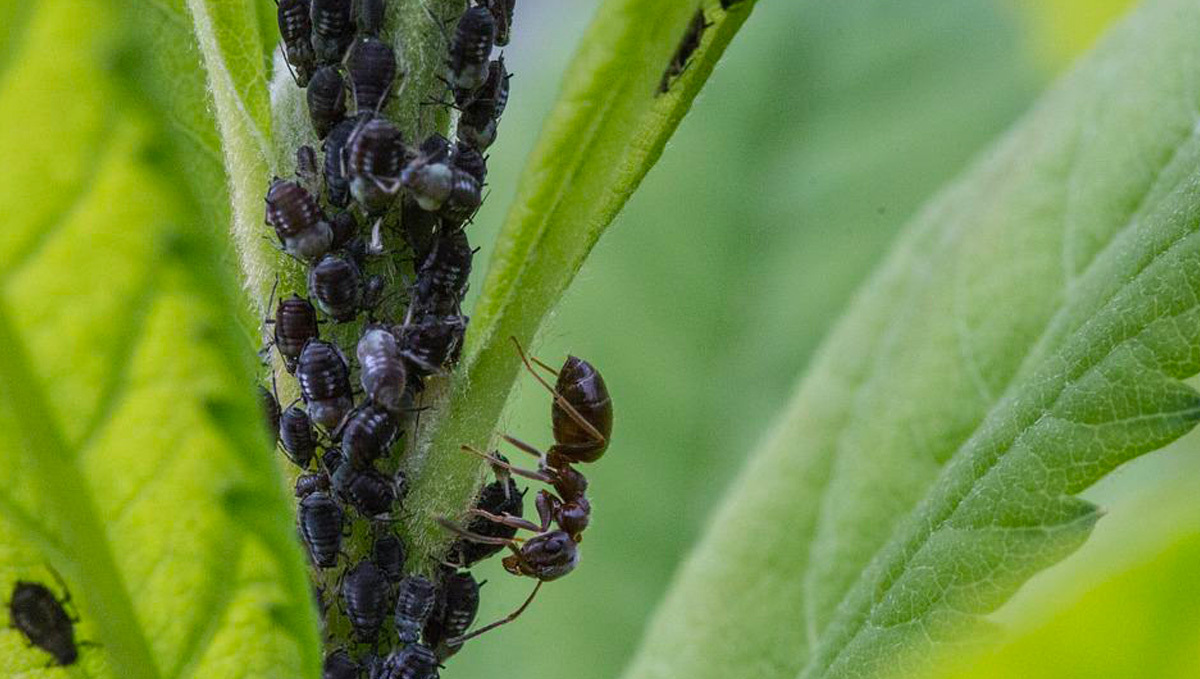 Ants on Cannabis plant