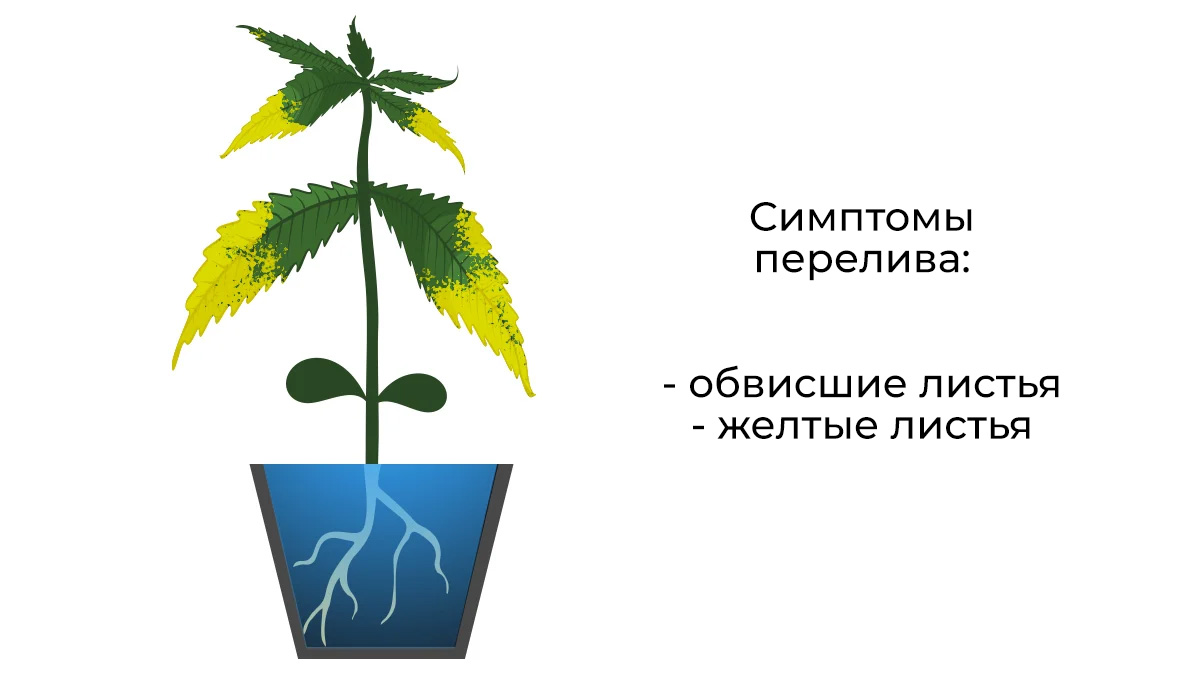 1.jpg Common cannabis seedling problems: overwatering