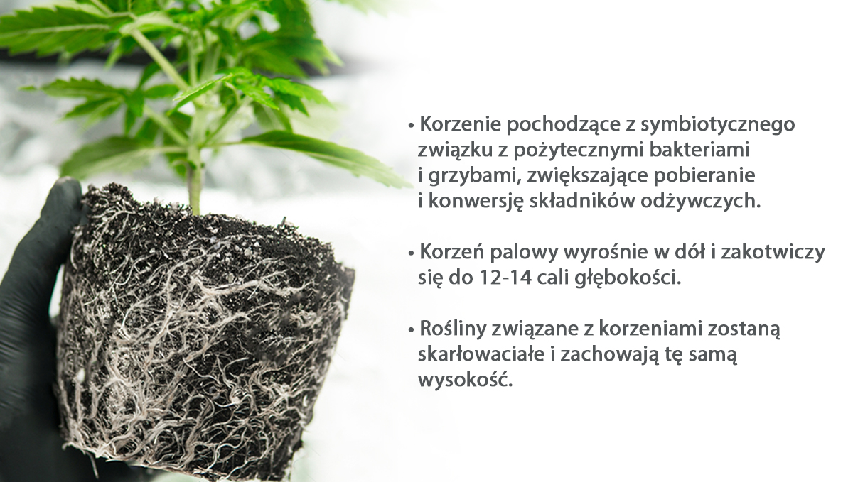 Best pot size for autoflowers: roots