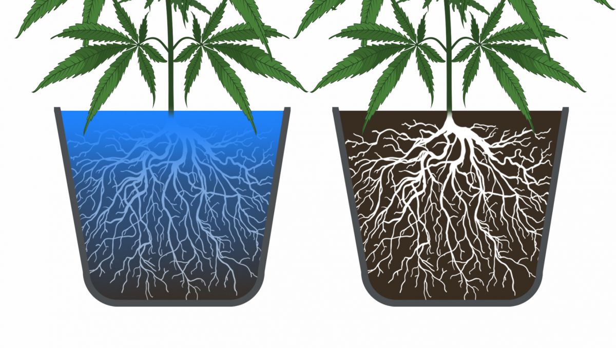 9 Mistakes to Avoid: overwatering and underwatering 9 Mistakes to Avoid: overwatering and underwatering