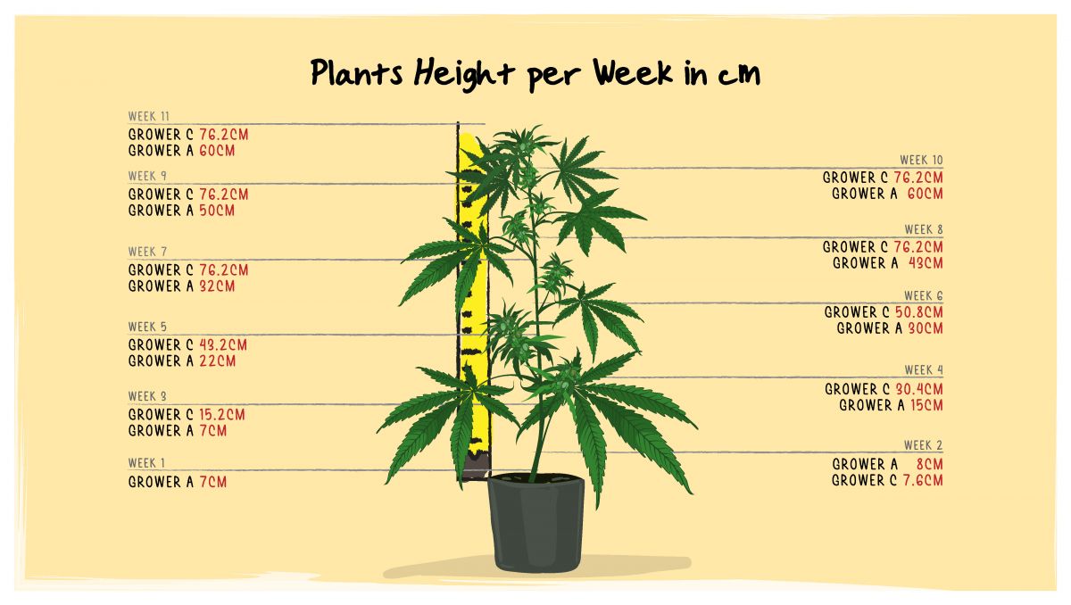 Gorilla Cookies Auto Cannabis Strain Week-by-Week Guide: A height chart