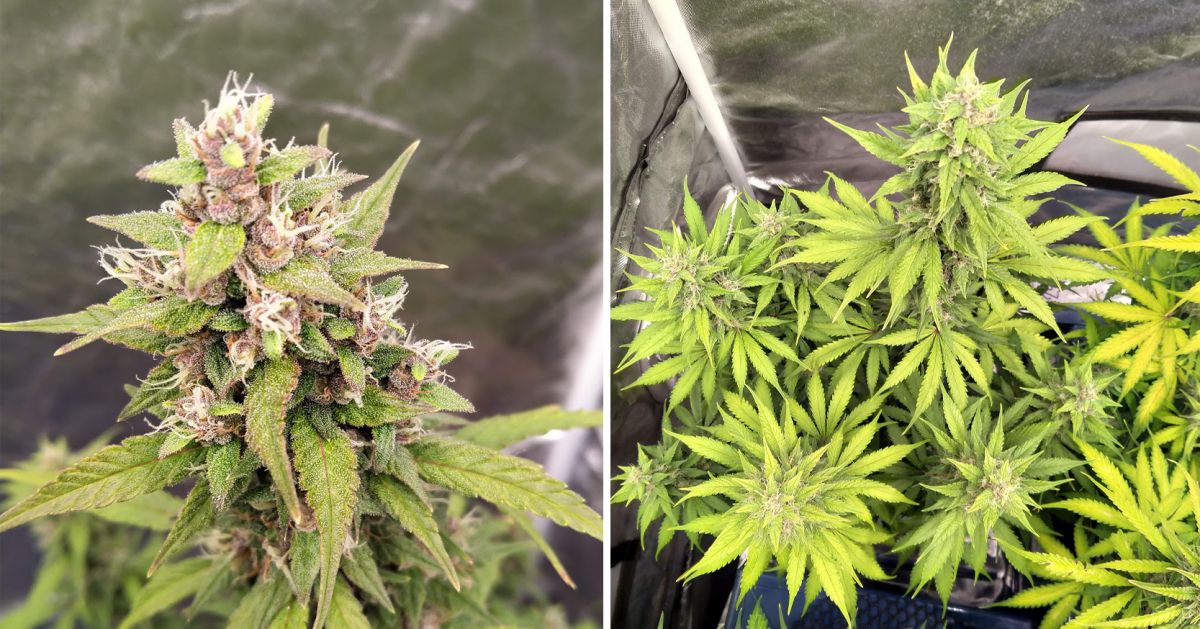 Colher a sua cannabis autoflorescente: maturação das flores na semana 8 Colher a sua cannabis autoflorescente: maturação das flores na semana 8