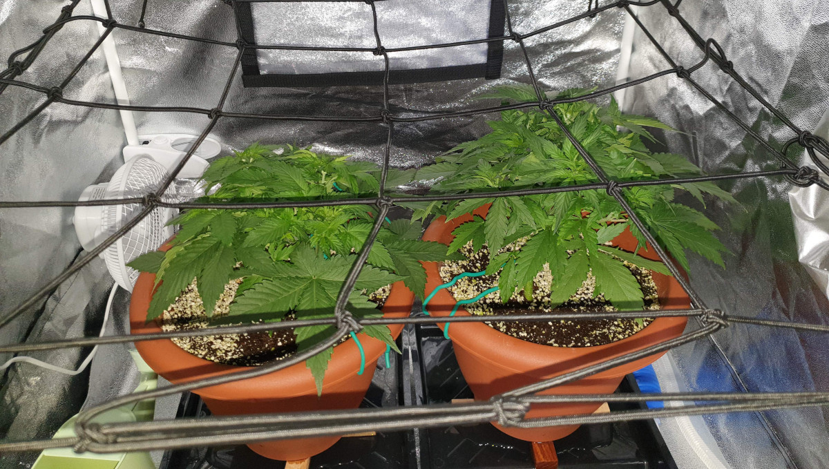 Orange Sherbet Auto Cannabis Strain Week-by-Week Guide: ScrOG net spread over two cannabis plants in plastic pots Orange Sherbet Auto Cannabis Strain Week-by-Week Guide: ScrOG net spread over two cannabis plants in plastic pots