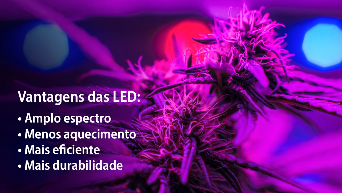 Cultivar autoflorescentes com LEDs: vantagens Cultivar autoflorescentes com LEDs: vantagens