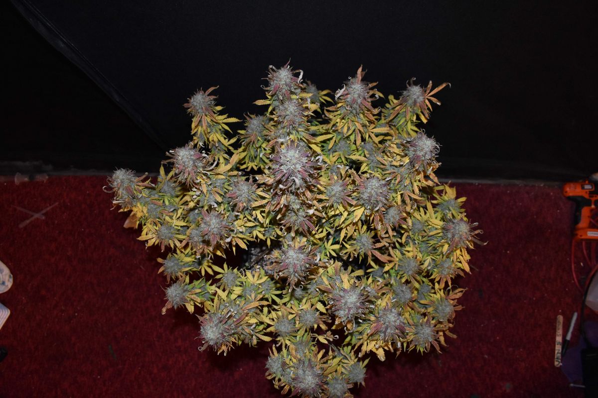 Cali snow by tripaholic