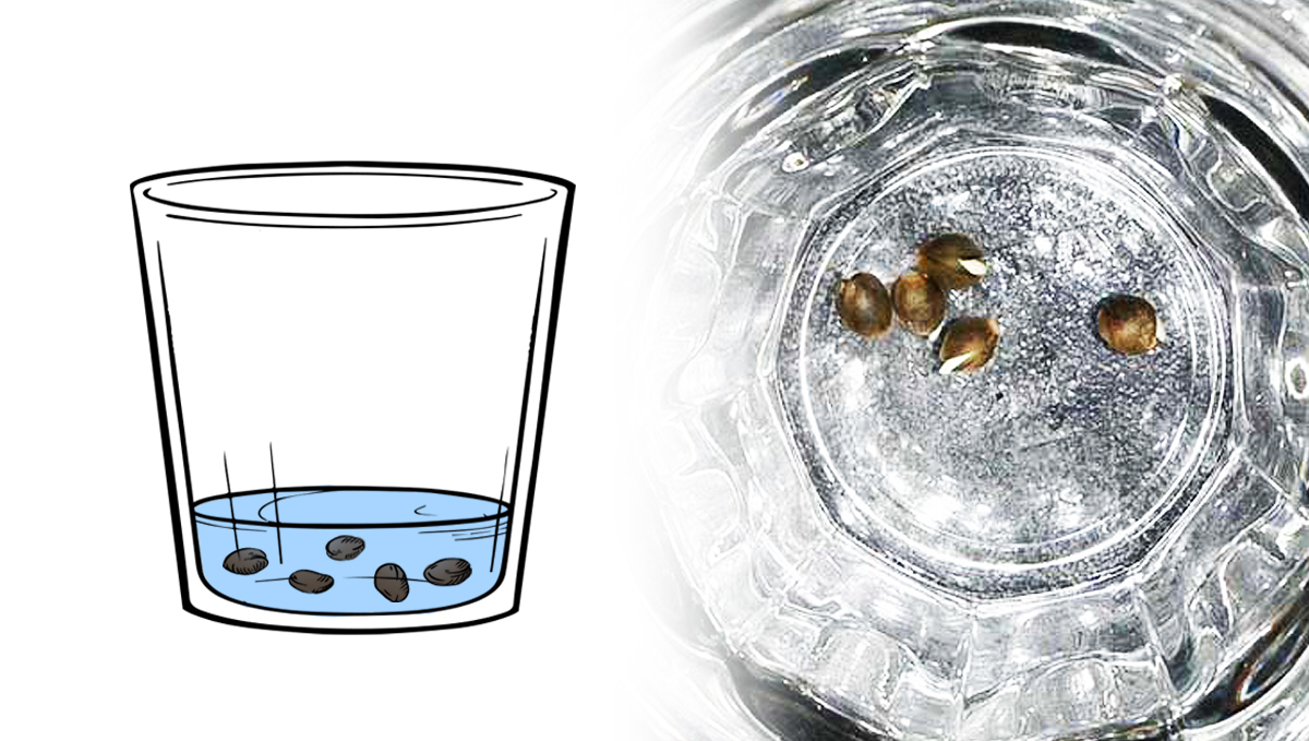 Keimungsanleitung: Einweichen in Wasser