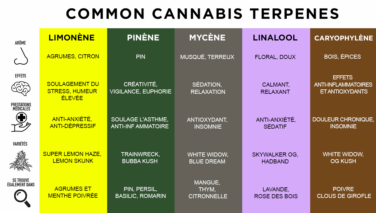 Les terpènes les plus courants