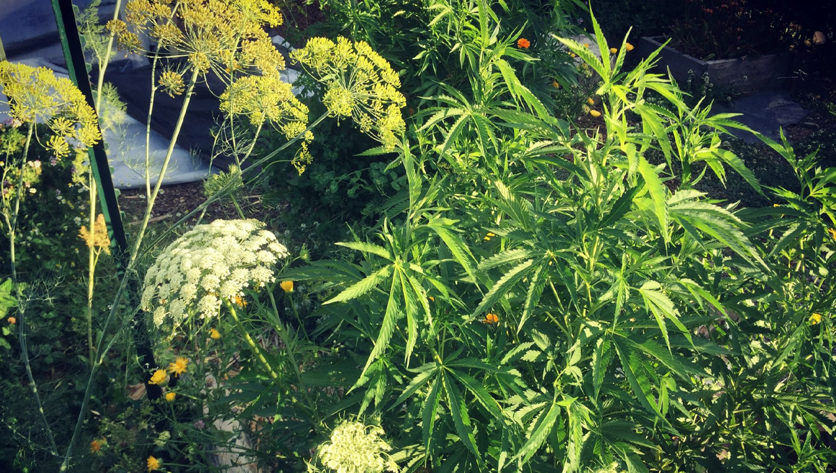Plantas companheiras para cannabis: cultivo armadilha Plantas companheiras para cannabis: cultivo armadilha