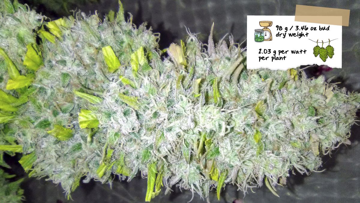 Orange Sherbet Auto Cannabis Strain Week-by-Week Guide: A roughly trimmed mature cola Orange Sherbet Auto Cannabis Strain Week-by-Week Guide: A roughly trimmed mature cola