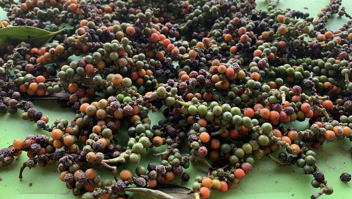 Non-marijuana cannabinoids: black pepper Non-marijuana cannabinoids: black pepper