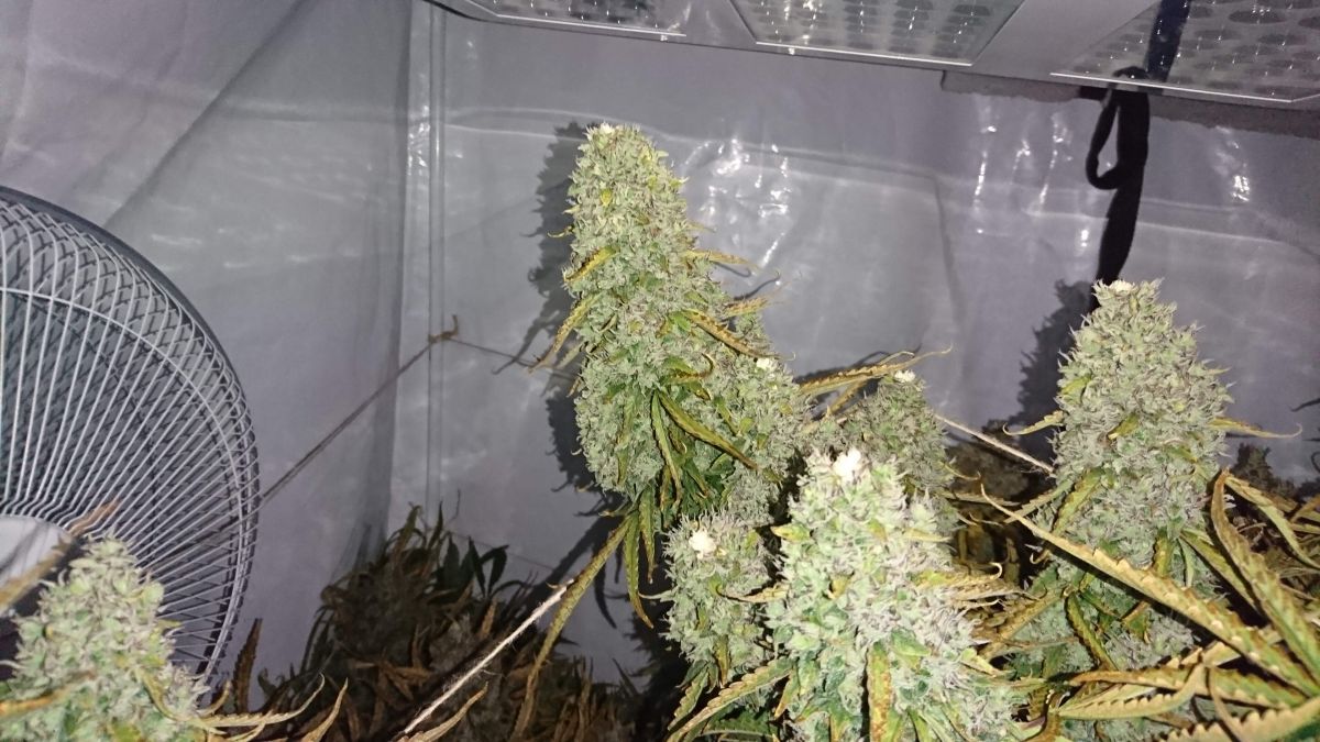 fastbuds west coast OG by YourDream.jpg