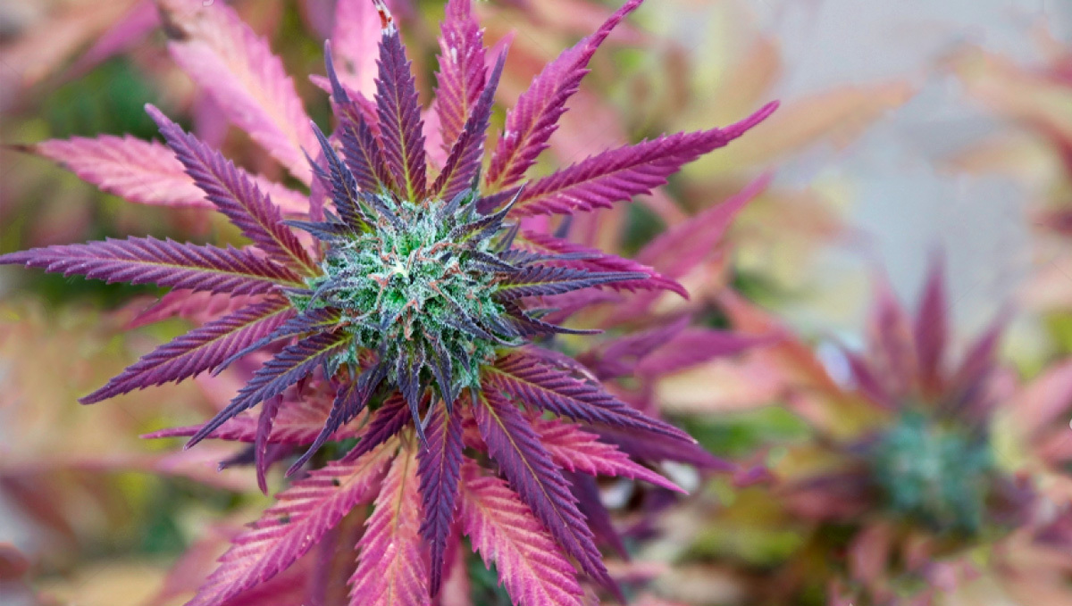How do i turn my buds purple: purple leaves How do i turn my buds purple: purple leaves