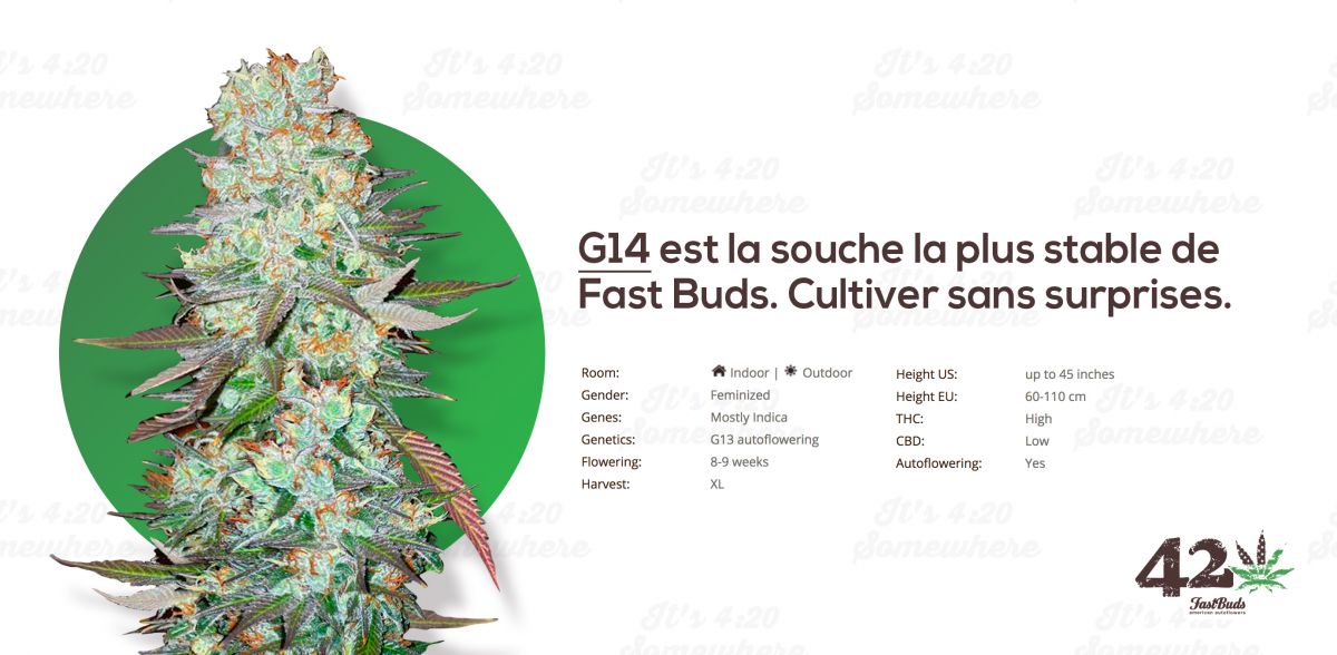 g14 fr.jpg Fast Buds' Autoflowering G13, AKA G14