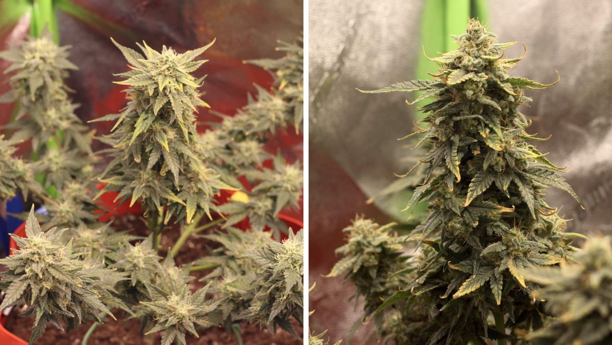 Orange Sherbet Auto Cannabis Strain Week-by-Week Guide: An autoflower with small but dense buds and yellow sugar leaves Orange Sherbet Auto Cannabis Strain Week-by-Week Guide: An autoflower with small but dense buds and yellow sugar leaves