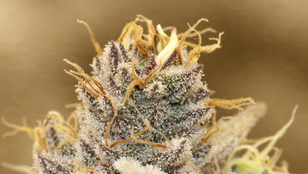 What causes bananas: what causes them?