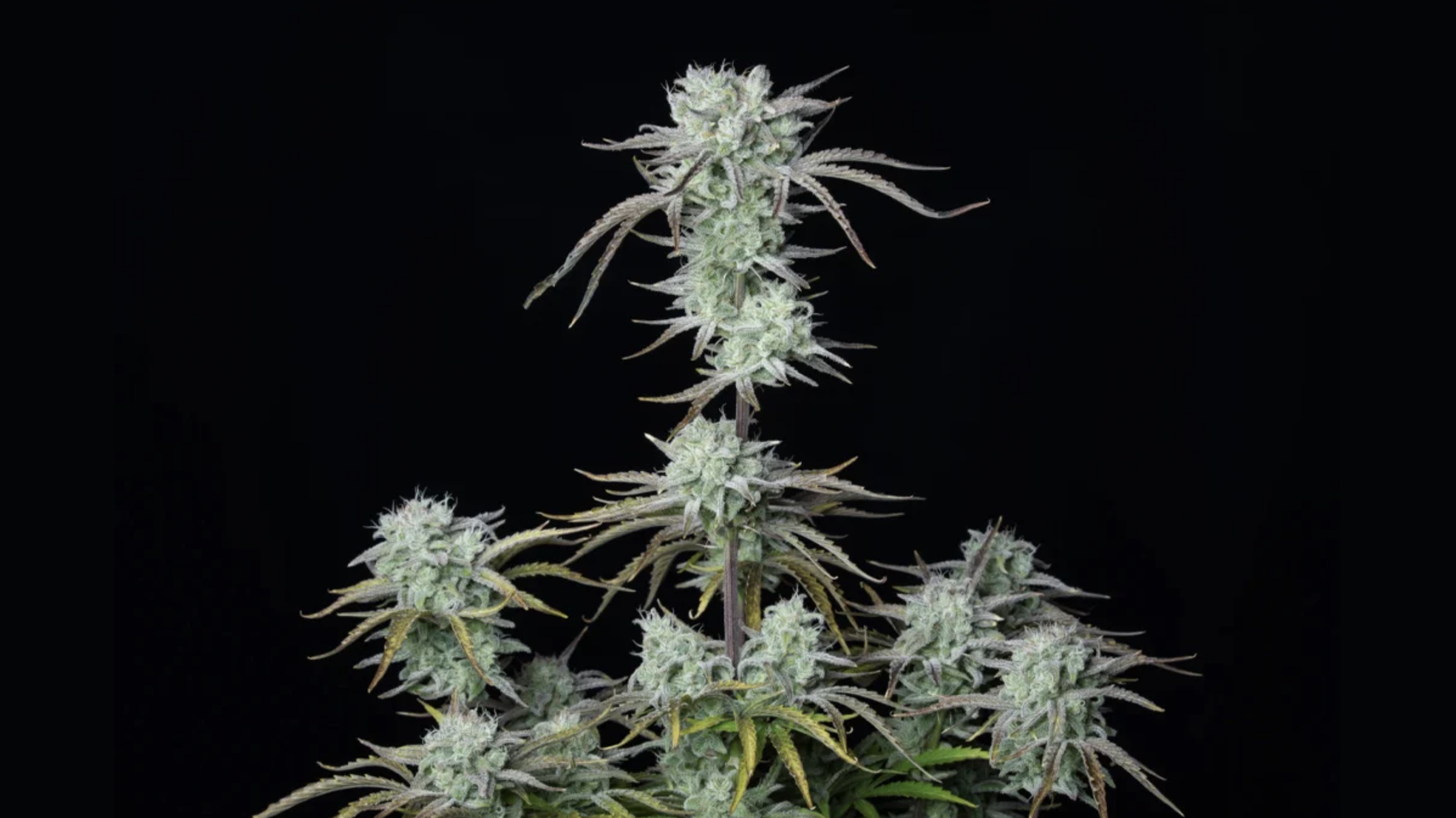 Screenshot 2021-04-27 at 18.00.18.png