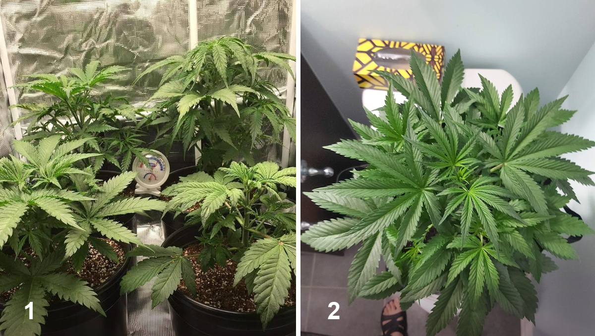 OG Kush Auto: week 4 OG Kush Auto: week 4