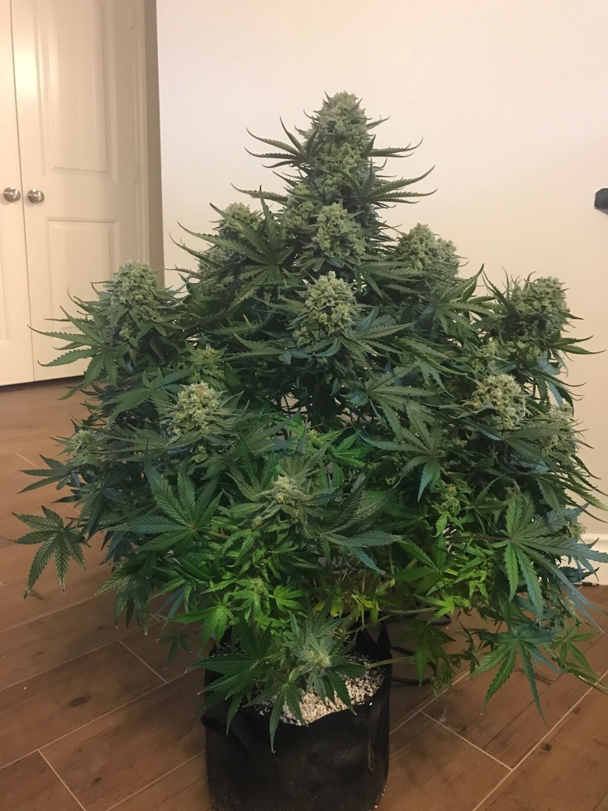 Fast Buds Girl Scout Cookies