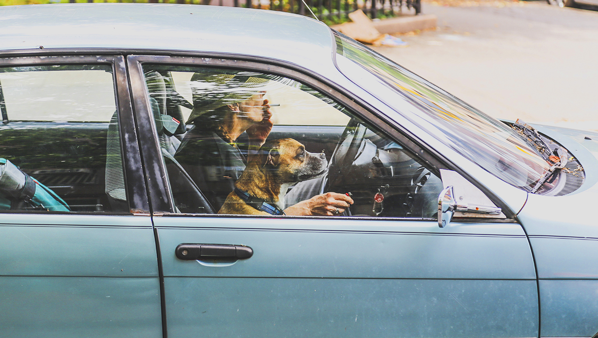 Avoid smoking next to your pet!