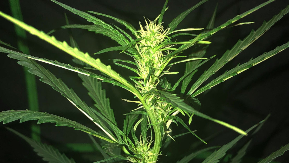 Internodes stacking up Internodes stacking up