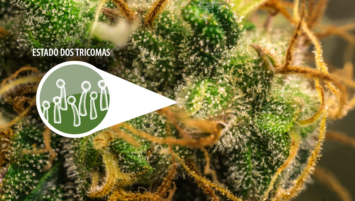 Colher a sua cannabis autoflorescente: estado dos tricomas Colher a sua cannabis autoflorescente: estado dos tricomas