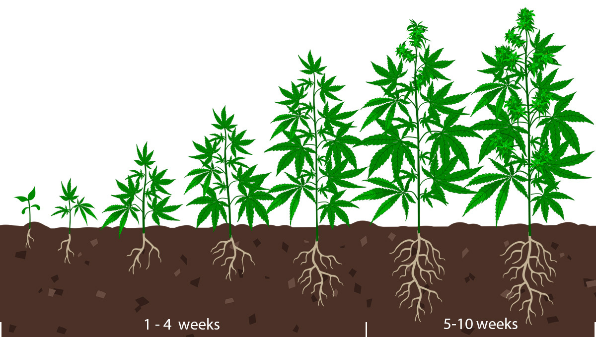 Best light schedule for flowering: grow stages Best light schedule for flowering: grow stages