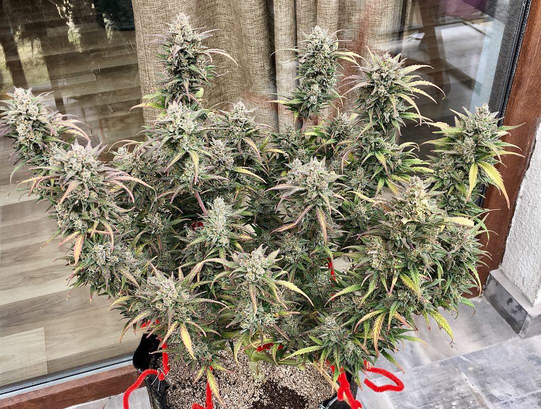 jungle-bookfastbudsgorilla-glue.jpg Junglebook GG