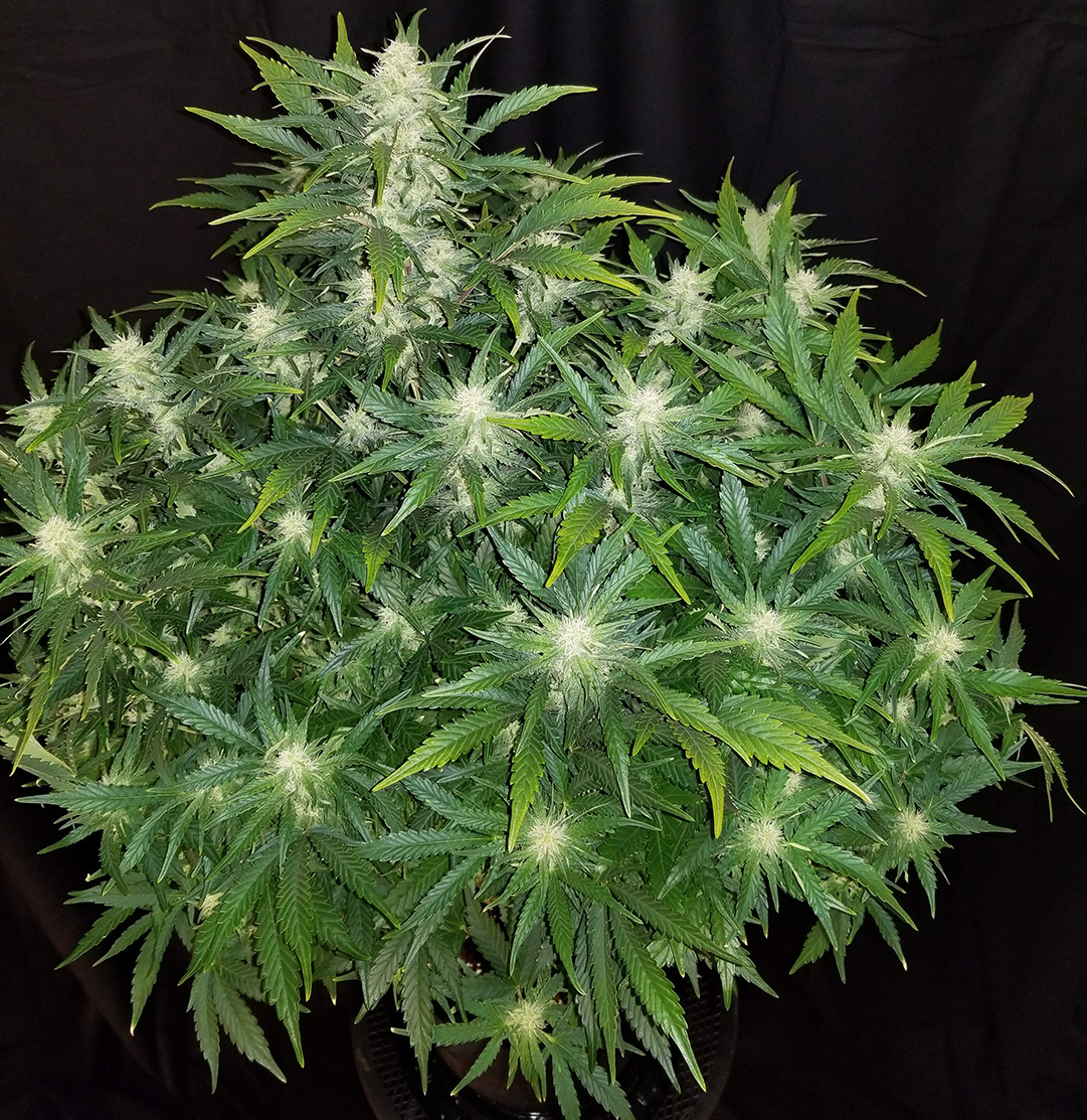 medicine-man-white-rhino-ryder.jpg Fast Buds Rhino Ryder Autoflower Medicine Man