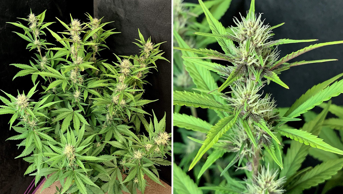 Basics of growing autos in soil: week 5 Basics of growing autos in soil: week 5