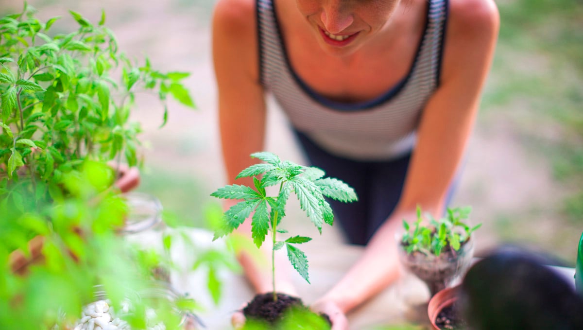 Welcome to the world of home-grown cannabis!