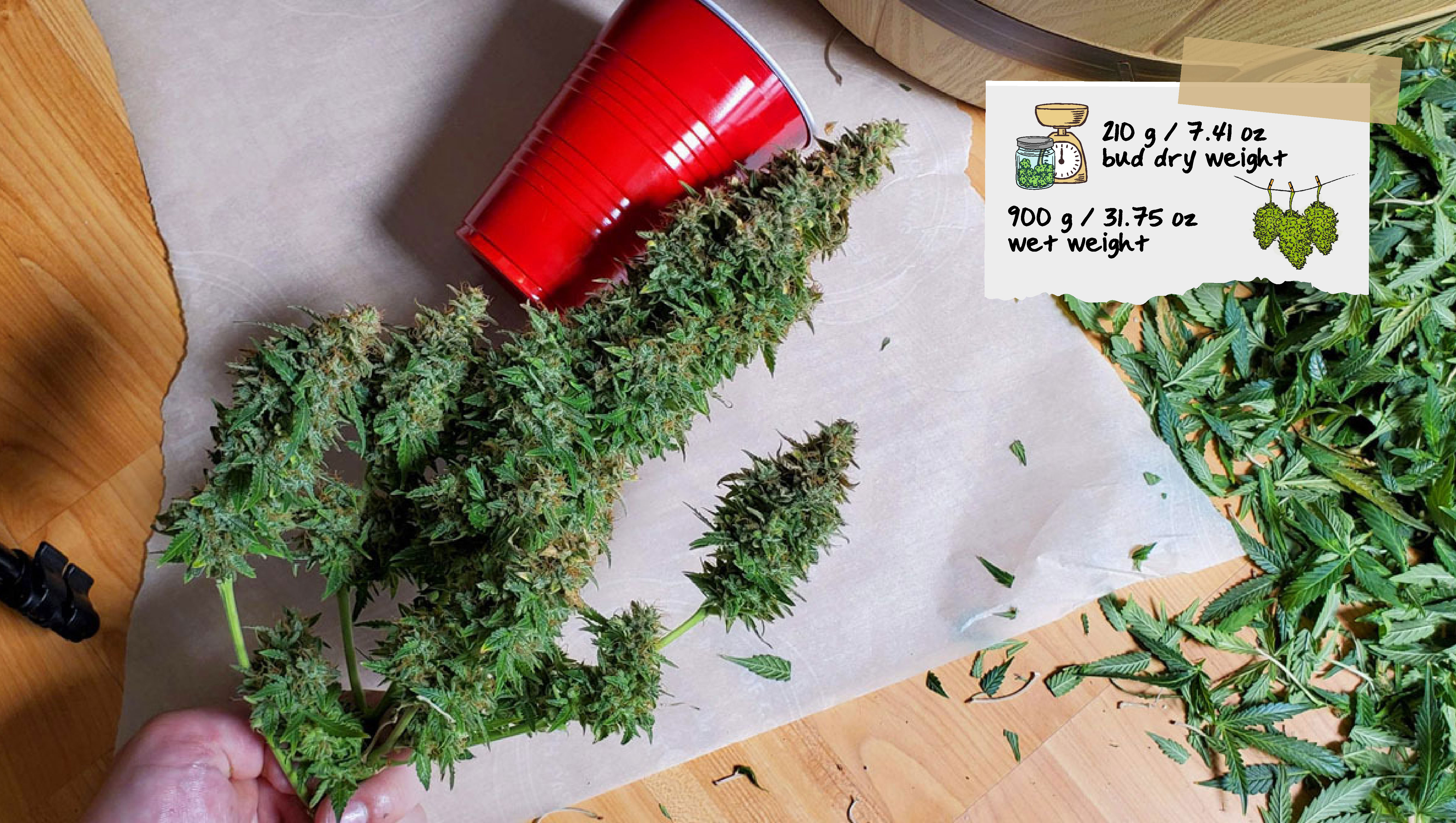 Basementganja Harvest Basementganja Harvest