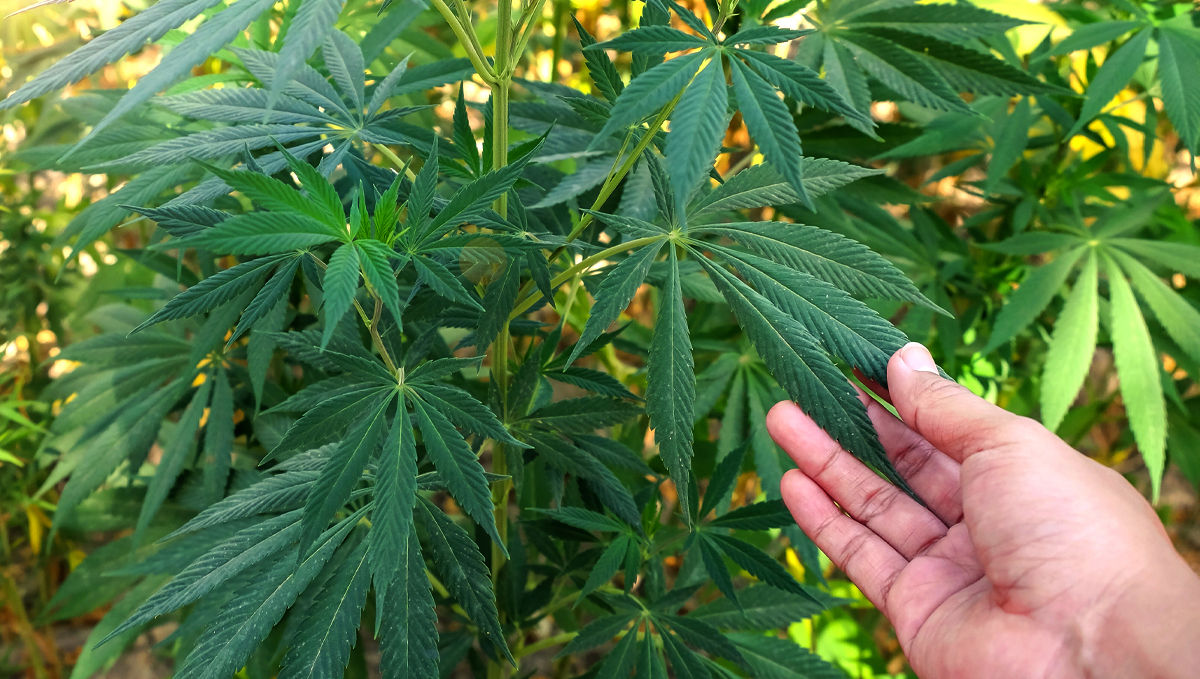 Com que frequência devo regar as minhas plantas: solução nutritiva