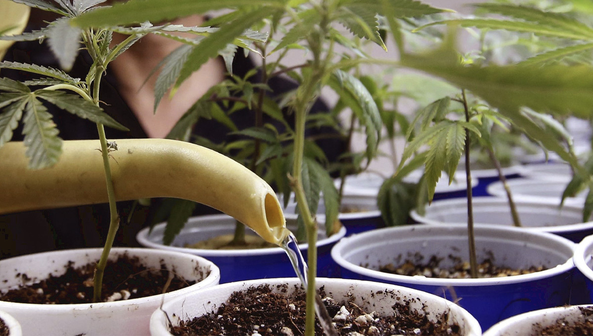 Organic teas for cannabis: what is it? Organic teas for cannabis: what is it?