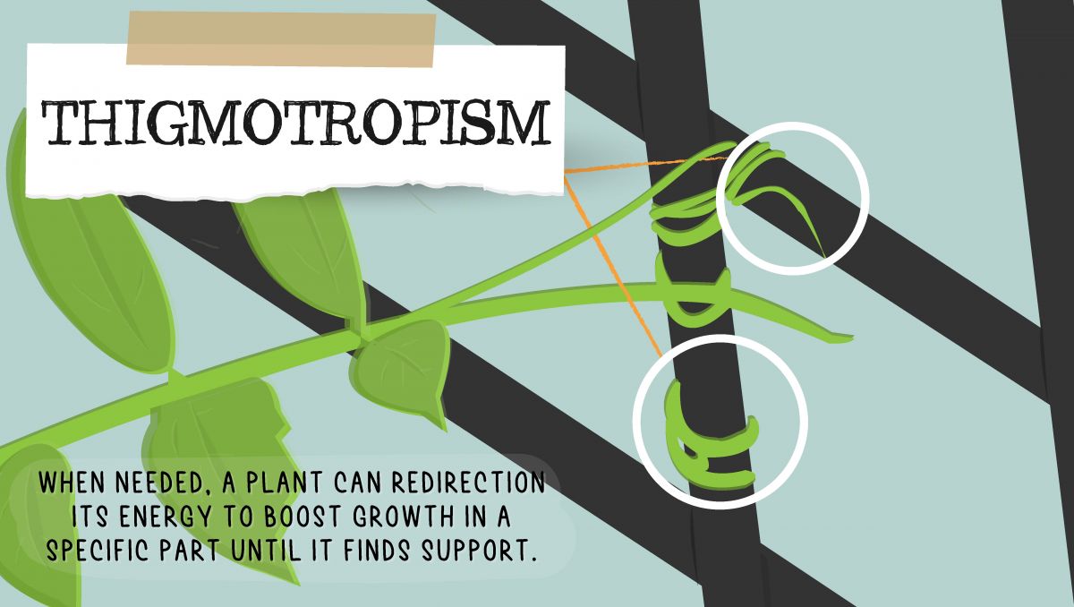 Can cannabis plants think?: thigmotropism Can cannabis plants think?: thigmotropism